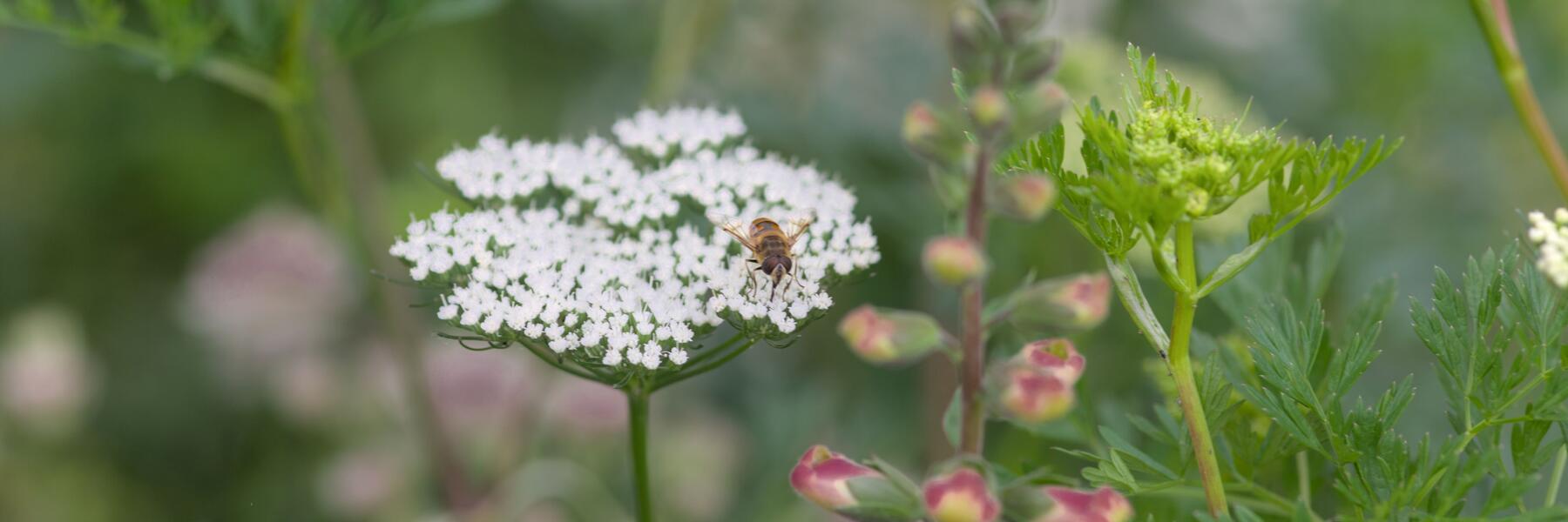 Seasonal Perennial Border