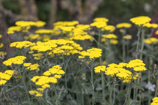Yellow yarrow in bloom