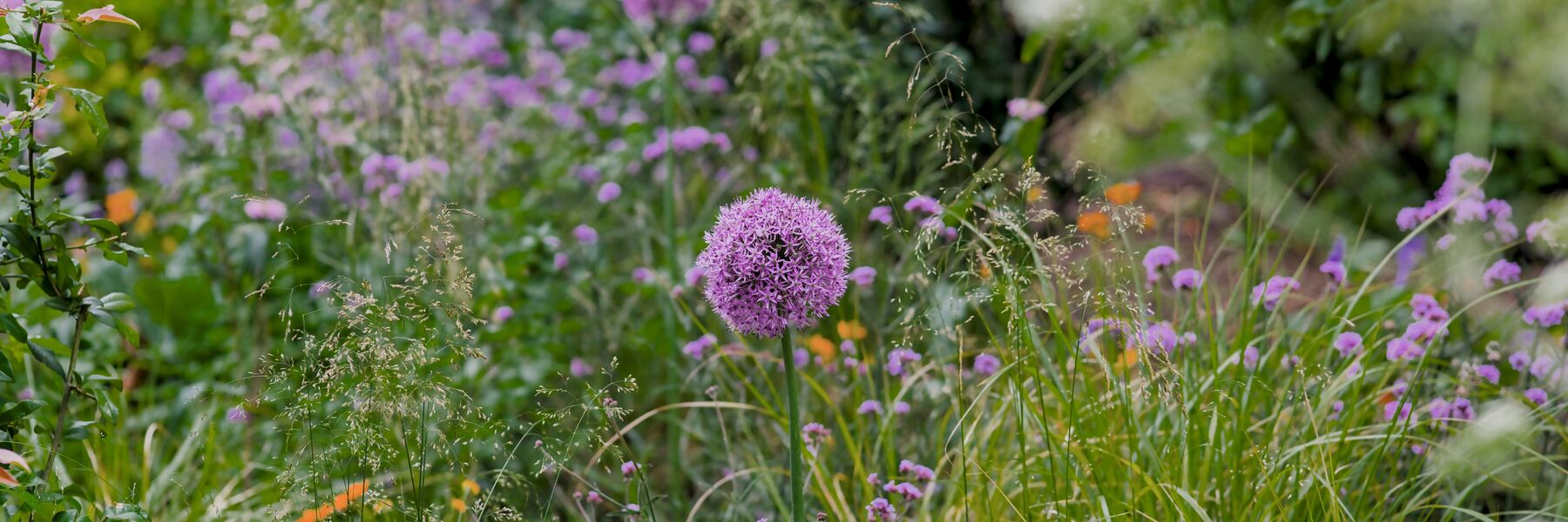 Modern Family Garden in Surrey